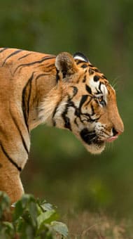 Indian Wildlife Tour